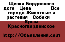 Щенки Бордоского дога › Цена ­ 60 000 - Все города Животные и растения » Собаки   . Крым,Красногвардейское